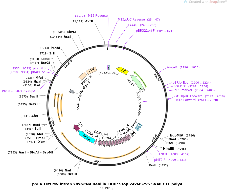 pSF4 TetCMV intron 20xGCN4 Renilla FKBP Stop 24xMS2v5 SV40 CTE polyA质粒图谱